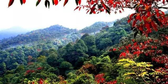 围观“枫”和日丽~来江西赏这一抹红