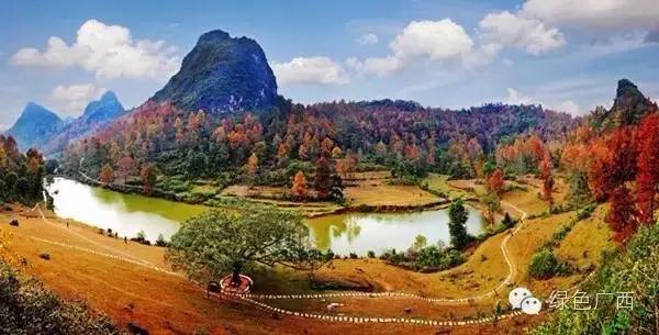 广西德保枫叶什么时候去最好看,2018年德保枫叶最佳观赏期