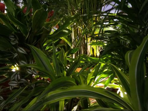 中兴bladea2plus价格,国产性价比高手机推荐