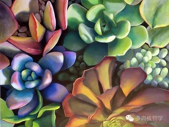 养多肉的男人都有一颗细腻的心,高校男生养多肉