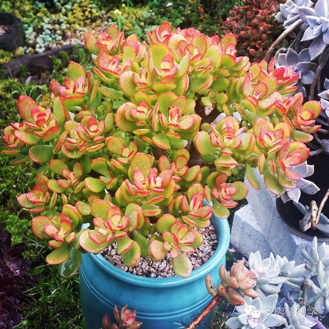 养多肉的男人都有一颗细腻的心,高校男生养多肉