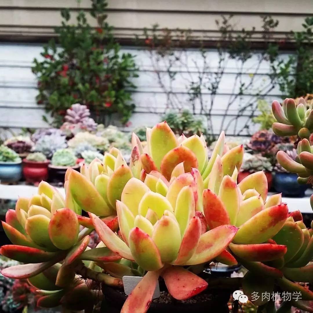 养多肉的男人都有一颗细腻的心,高校男生养多肉