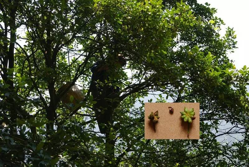 五大植物香料,让天府棒棒鸡韵味无穷