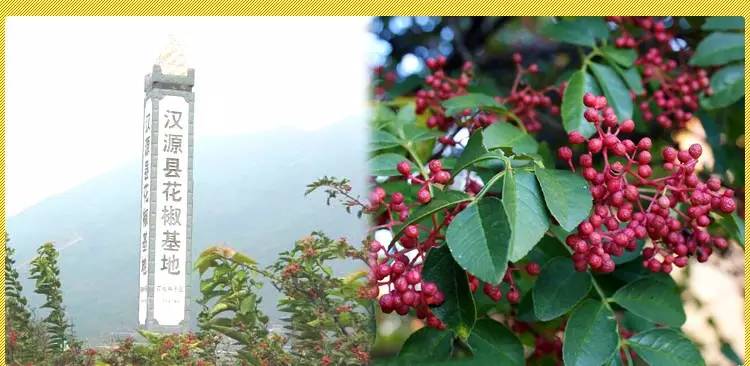 五大植物香料,让天府棒棒鸡韵味无穷