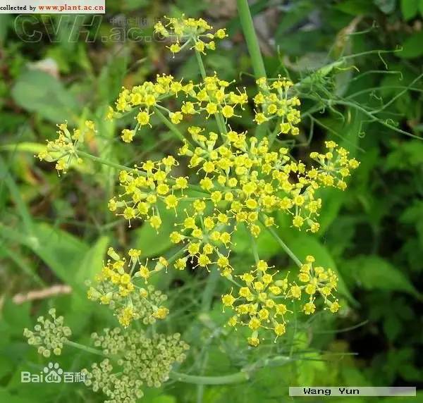 五大植物香料,让天府棒棒鸡韵味无穷