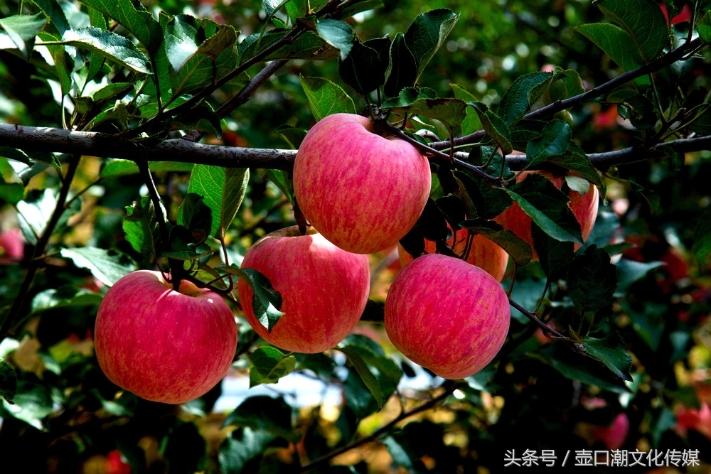 山西临汾神话故事,山西临汾吉县苹果视频