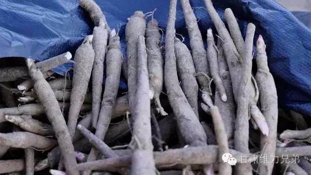 瑗垮拰鐧借妽,绉嶆鐧借妽鑷村瘜