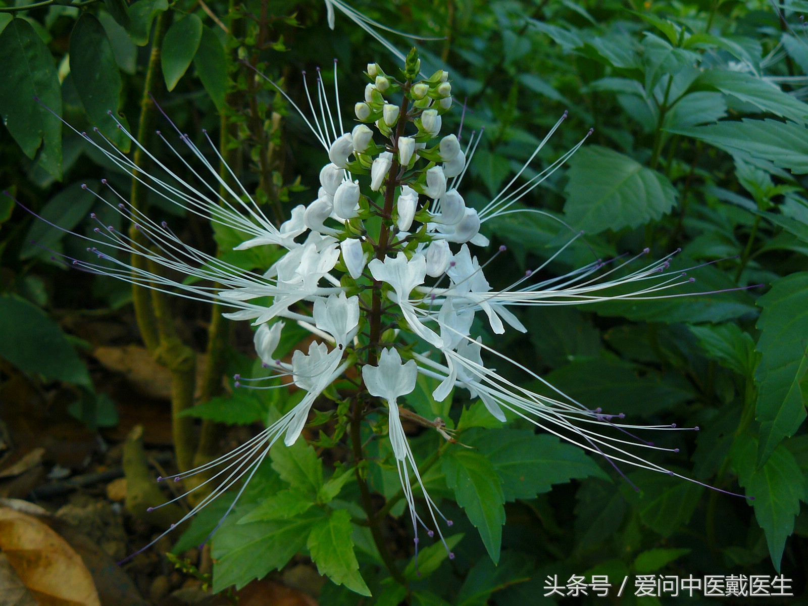 哪种草药泡水喝对肾结石好,两味中药治疗结石
