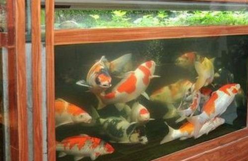 鱼缸饲养龙凤锦鲤,鱼缸里养五条锦鲤比较好