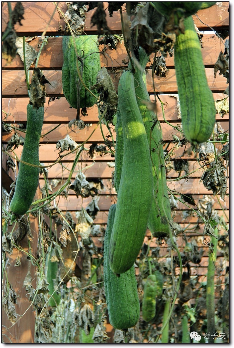 西宁南山秋景自驾游攻略一日游,旅游南山