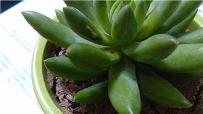 千佛手大量掉叶子怎么回事,千佛手叶子皱巴巴怎么办