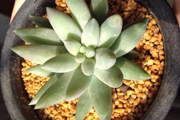 千佛手大量掉叶子怎么回事,千佛手叶子皱巴巴怎么办