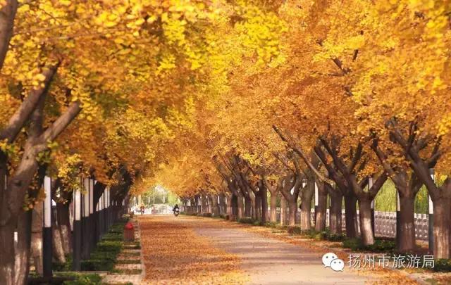 明日立冬，扬州最美的秋景都在这里啦！