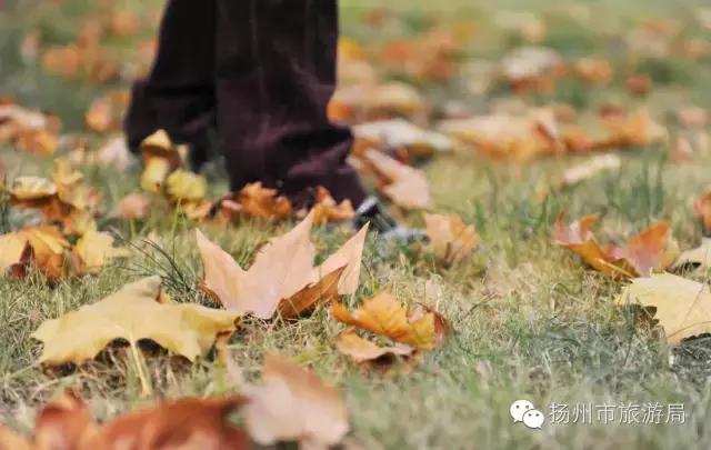 明日立冬，扬州最美的秋景都在这里啦！