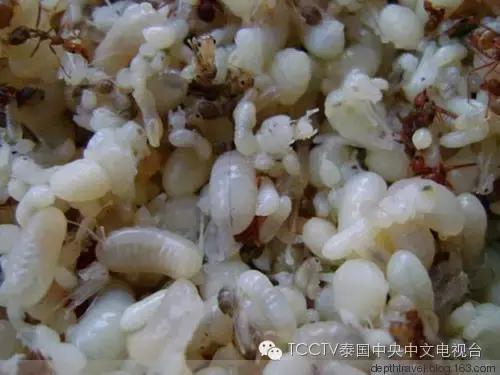 泰可怕这个居然也能吃？