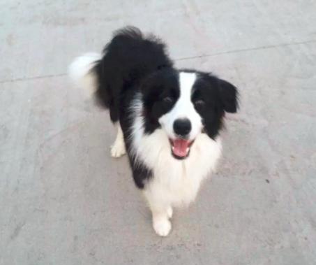 狗狗疑难杂症皮肤病,狗狗真菌性皮肤病