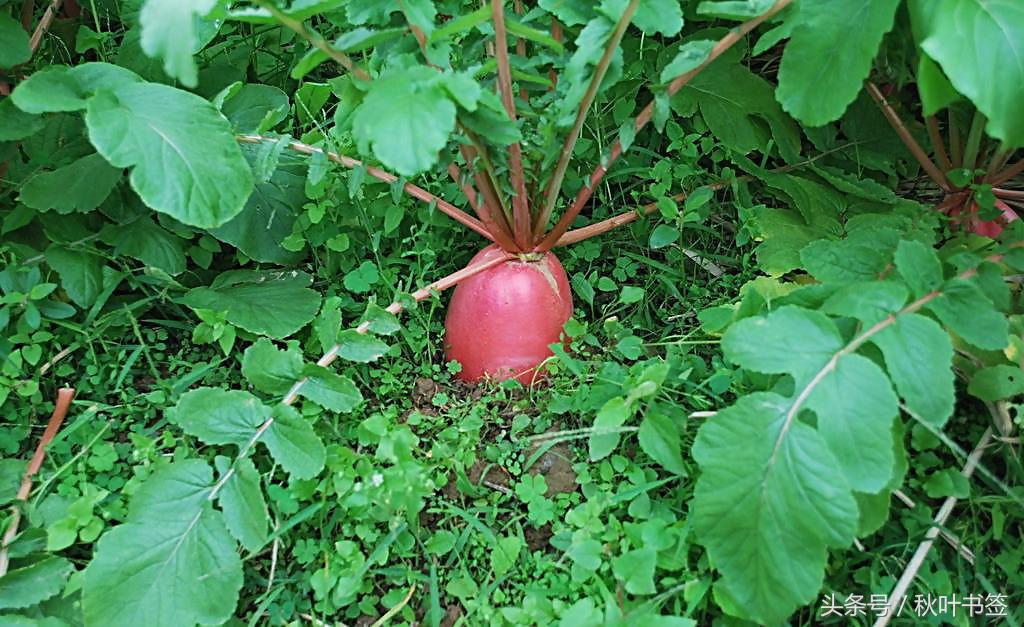 半庄萝卜名曰“关公脸”，瓤子洁白从里到外连带红丝，崩脆鲜甜