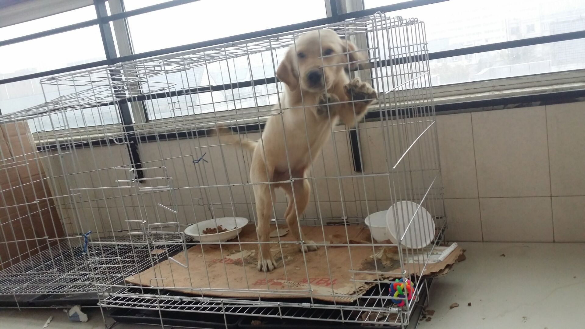 狗狗犬瘟热8天了,狗狗犬瘟热治疗已经20天了