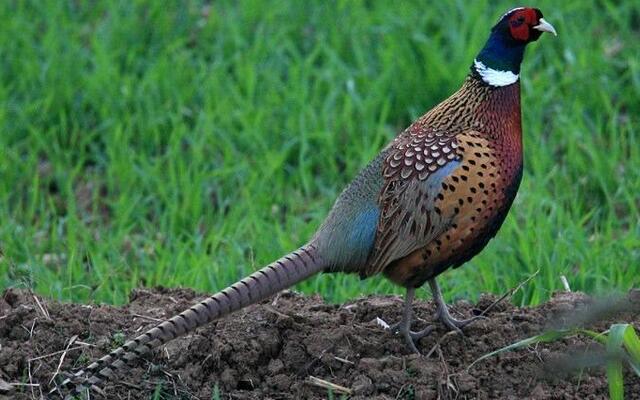 养土山鸡能赚多少,养殖5000只山鸡需要多少成本