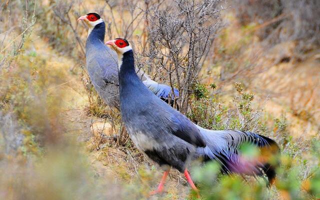养土山鸡能赚多少,养殖5000只山鸡需要多少成本