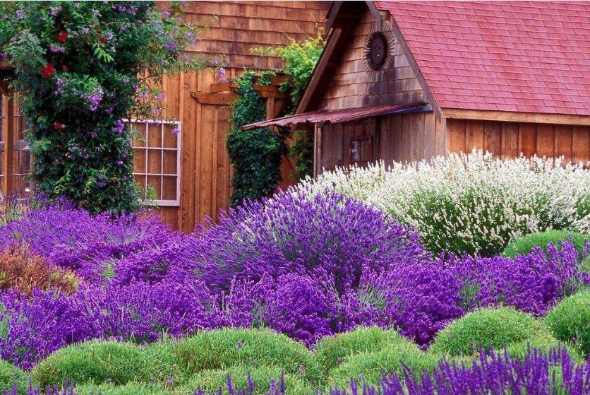 国内第一家“薰衣草世界”：清远薰衣草世界