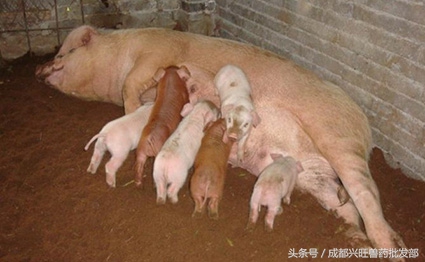 母猪产可能会厌食,具体原因及治疗办法是什么