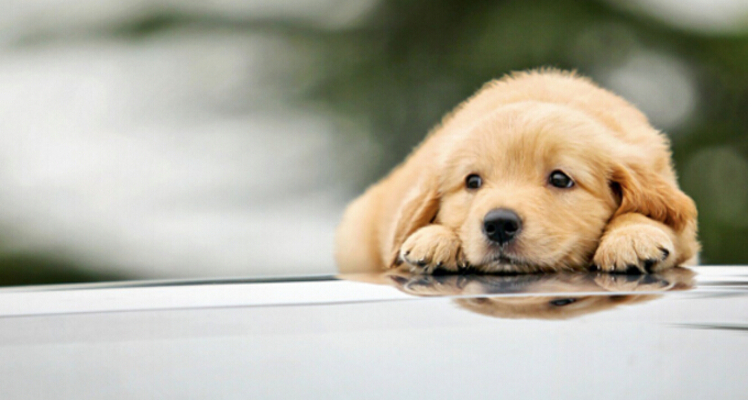 注意了！新加坡售出宠物狗前必须申领狗牌，另附最全汪星人英文名