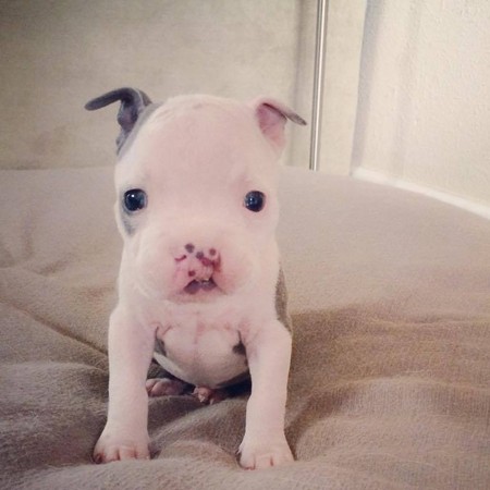 狗上颚裂了还能活吗,狗狗出生上颚腭裂什么原因