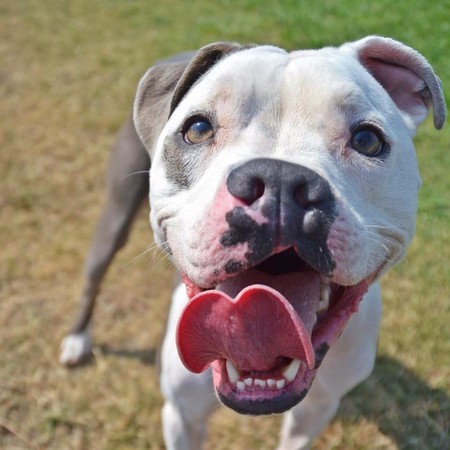 狗上颚裂了还能活吗,狗狗出生上颚腭裂什么原因