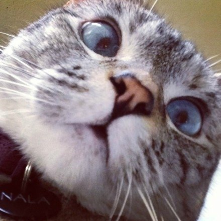 健康养护——关注猫咪科学用药（家庭常用药指南，感冒药是毒药）