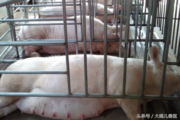 母猪临产时如何促产,母猪在要生产三天左右做哪些准备
