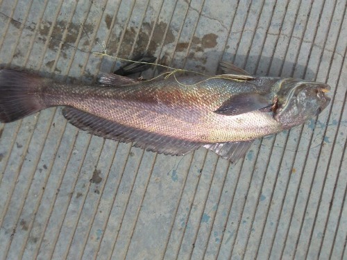 海钓米鱼讲解及示意图,海钓分析报告