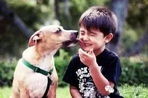 为什么狗狗这么喜欢舔蟾蜍,狗狗喜欢舔脚是因为什么原因