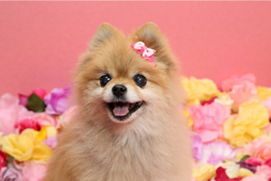 岛国人民开购物中心的脑洞，你不得不服！