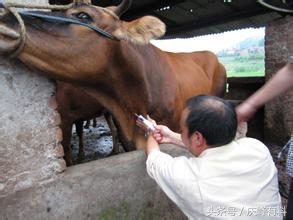 牛羊有病，不请兽医，咱们自己当兽医，牛羊病诊断关键技术！