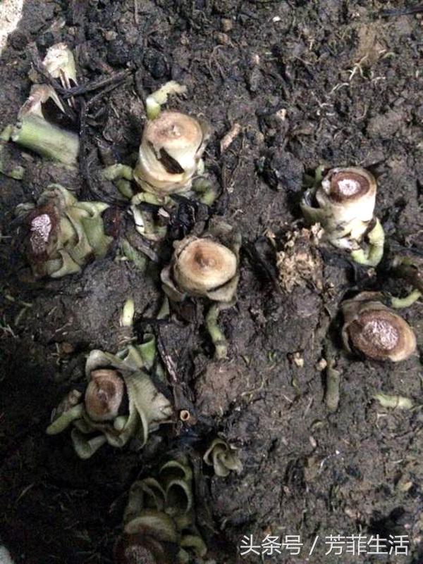 吊兰换完土叶子蔫了,牡丹吊兰干蔫怎么办