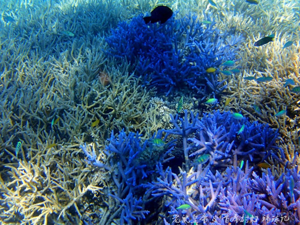 帕劳世界七大海底奇观,帕劳夕阳奇观图片