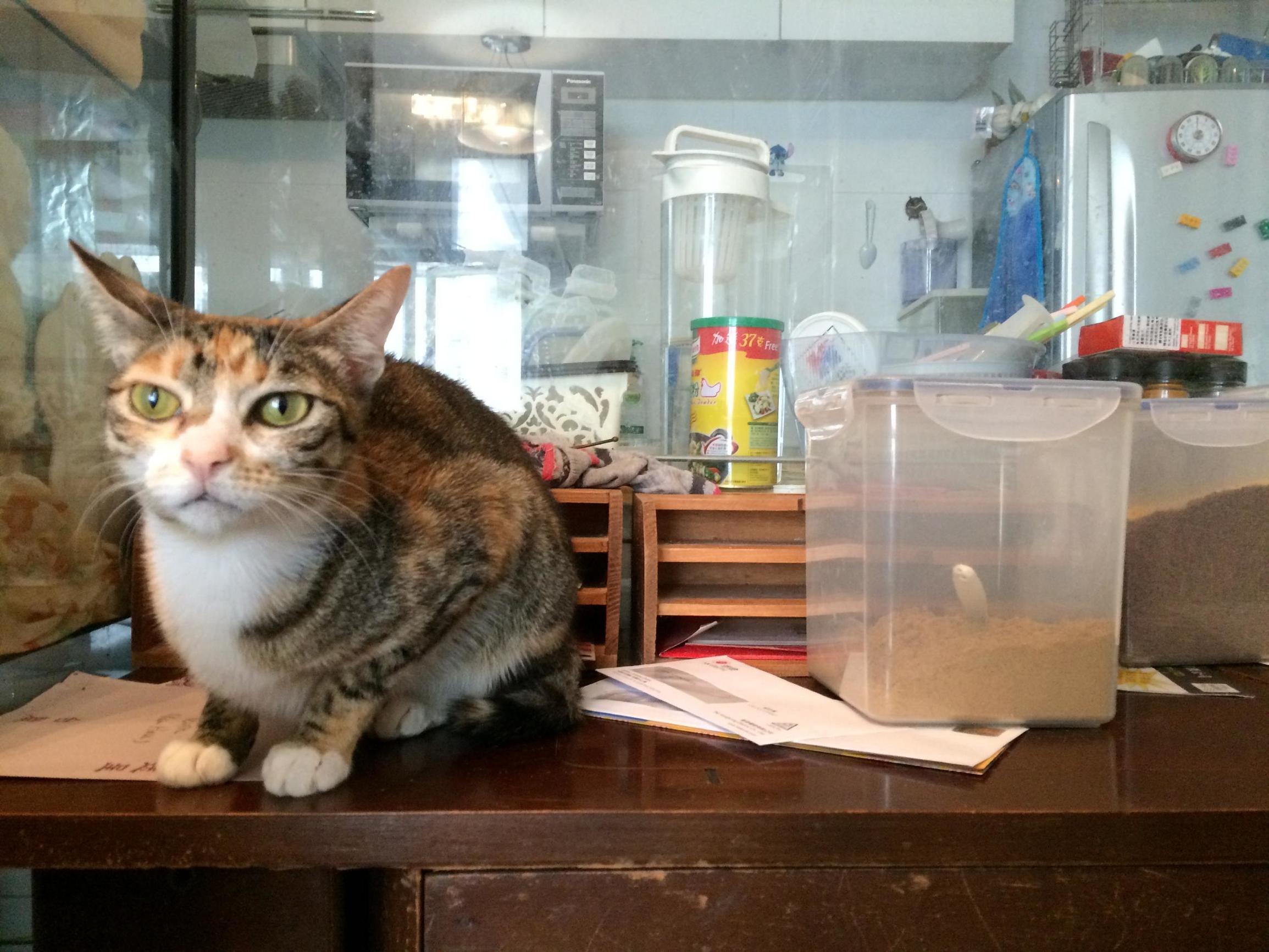 这个香港女孩，是20只残疾猫咪的妈妈：“我会照顾它们到老”