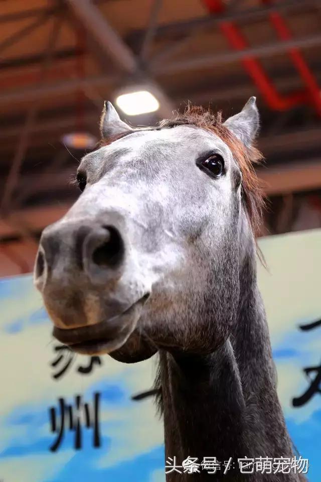 苏州宠物展观展,2019华东宠物展苏州