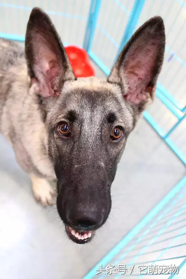 苏州宠物展观展,2019华东宠物展苏州