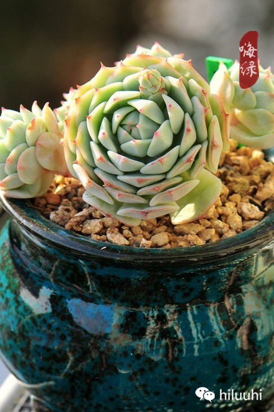 怎么可以这么美图片,漂亮韩国多肉