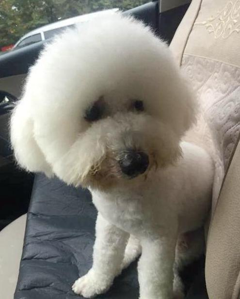 比熊带着我家比熊,比熊带着我家比熊出来