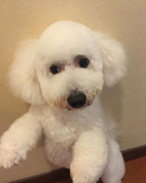 比熊带着我家比熊,比熊带着我家比熊出来