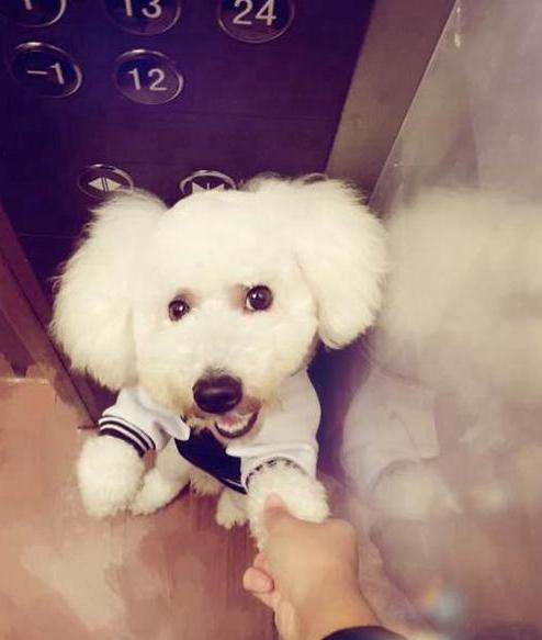 比熊带着我家比熊,比熊带着我家比熊出来