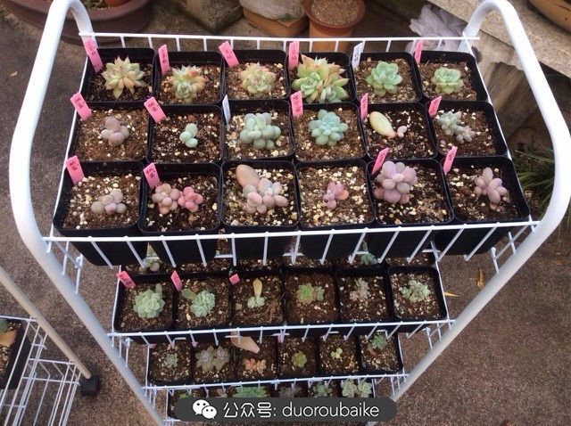 谈谈我对自己的看法,谈谈我对恋爱的看法