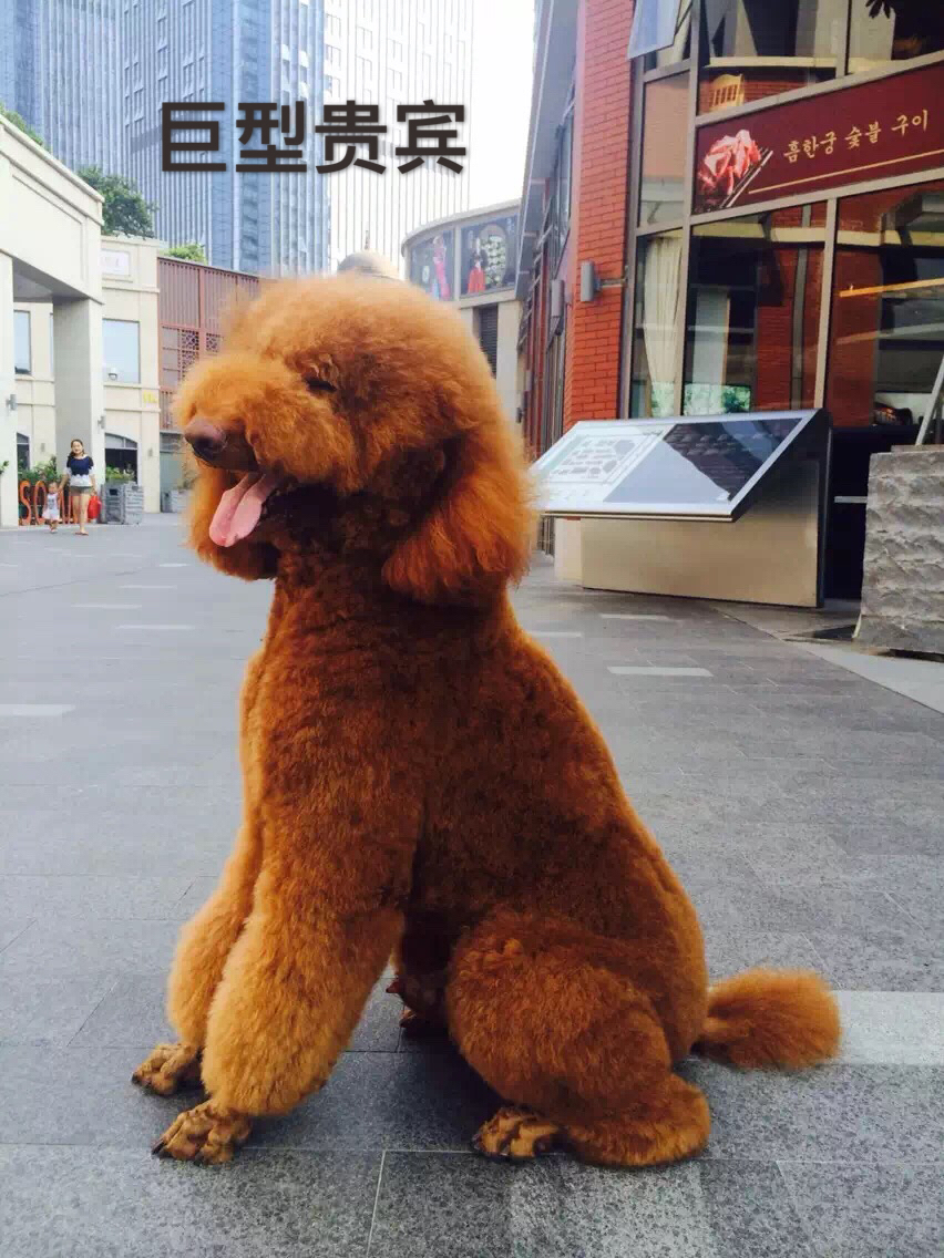 贵宾犬和泰迪犬是一个品种吗,你知道泰迪是怎么样的吗