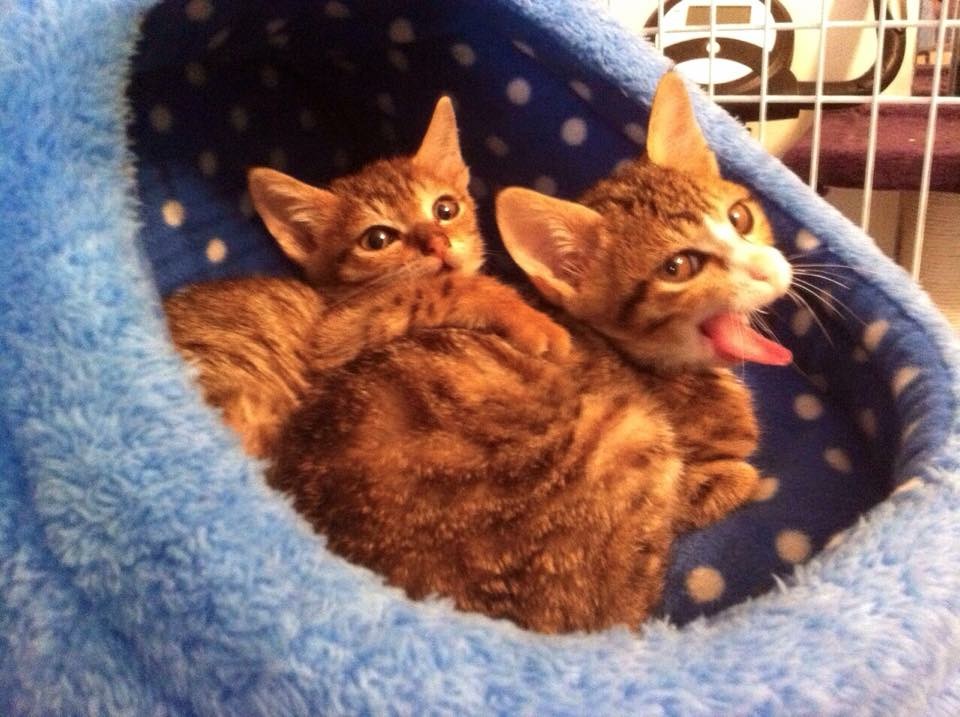 这个香港女孩，是20只残疾猫咪的妈妈：“我会照顾它们到老”