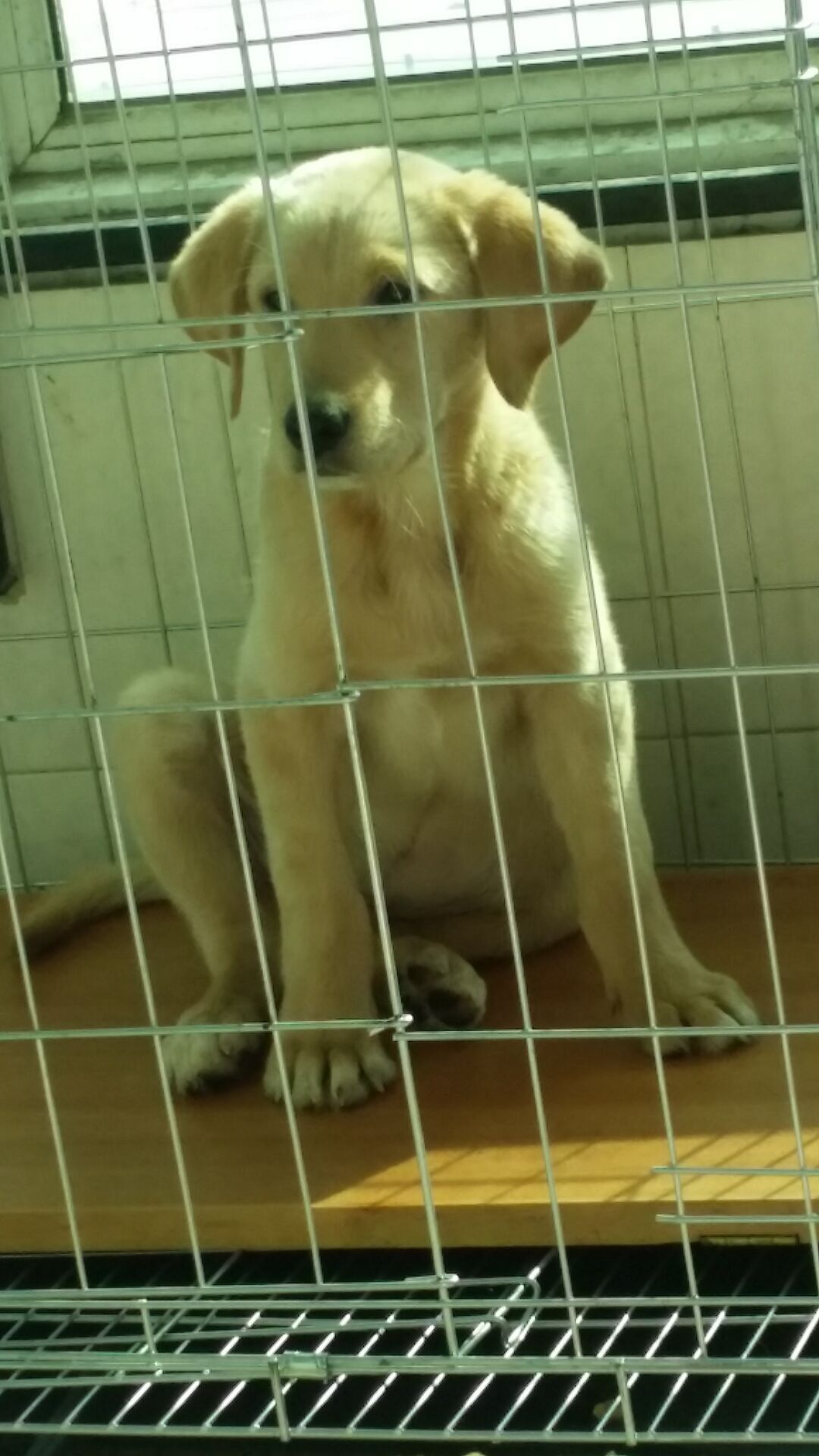 治疗犬瘟的药哪里可以买,犬瘟去药店买啥药