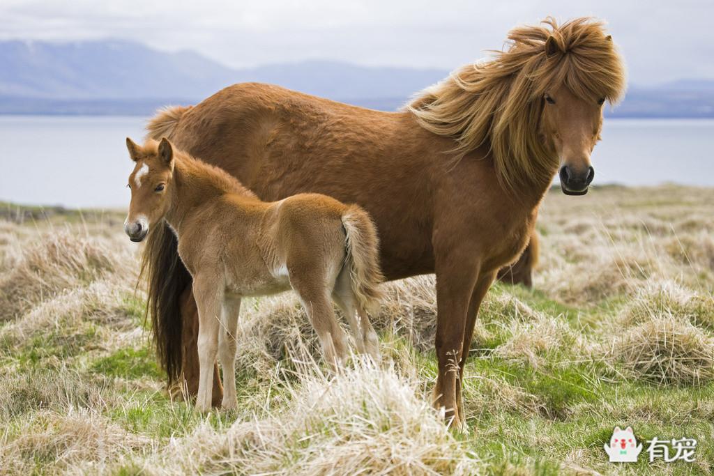 冰岛的马,正宗冰岛马图片