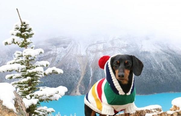 新旧“萌宠网红”哪家强？去问问那位做美甲的“腊肠”！